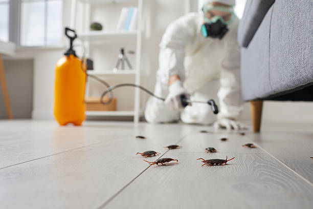 Trusted Termite Control service in South Bay, FL - Nex Pest Control